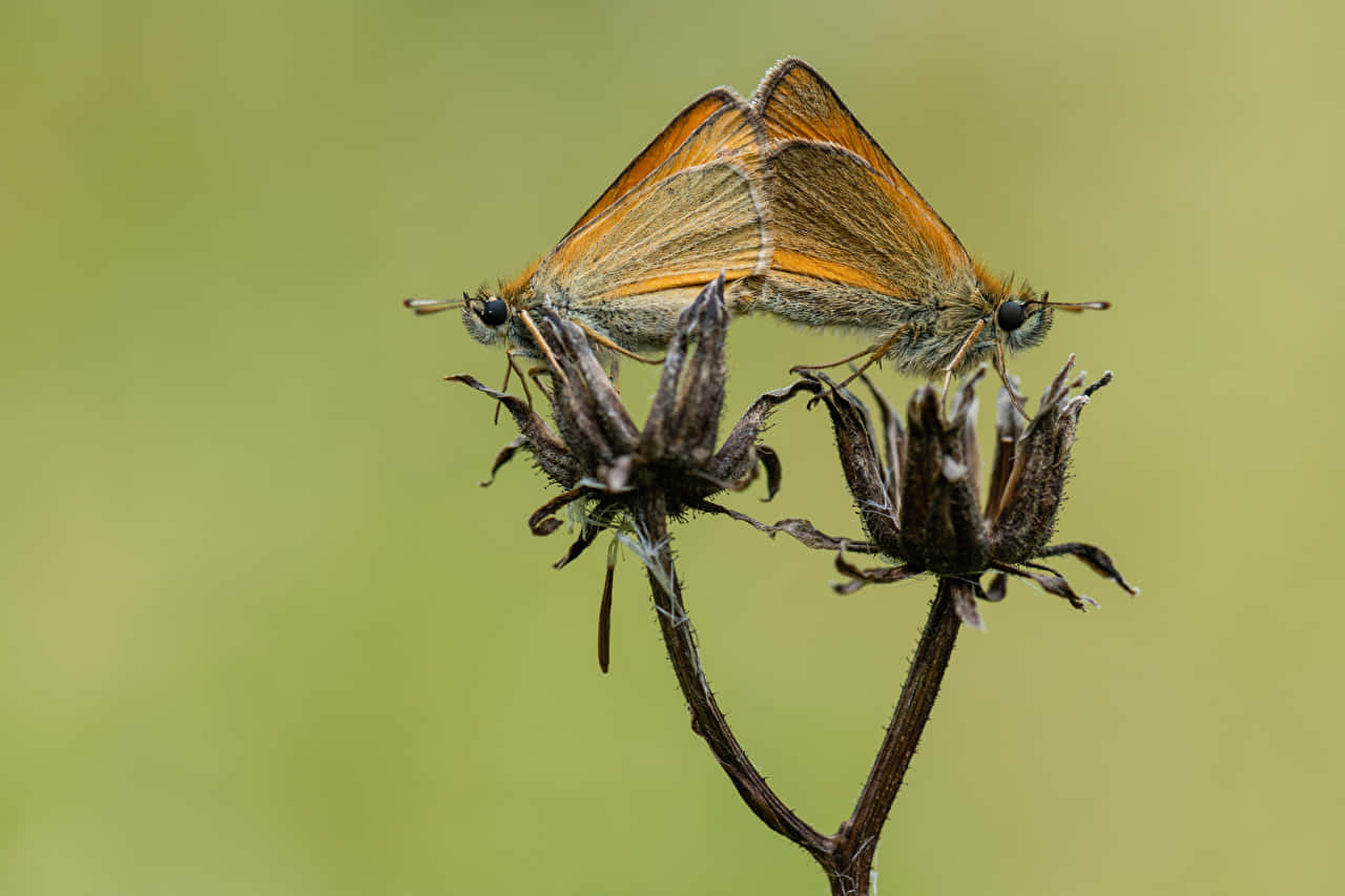 Skipper Butterflyon Dried Flower Wallpaper