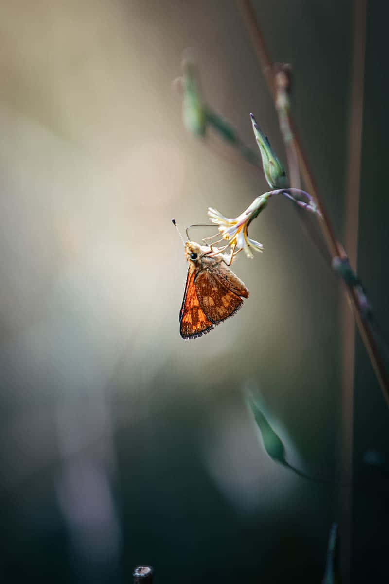 Skipper Butterflyon Flower Wallpaper