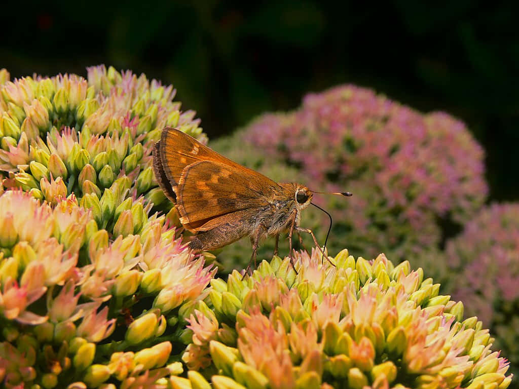 Skipper Butterflyon Flower Cluster Wallpaper