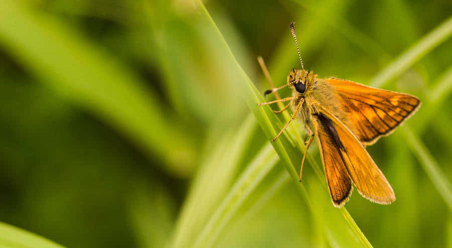 Skipper Butterflyon Green Leaf Wallpaper