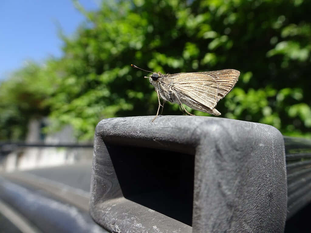 Skipper Butterflyon Metal Railing Wallpaper