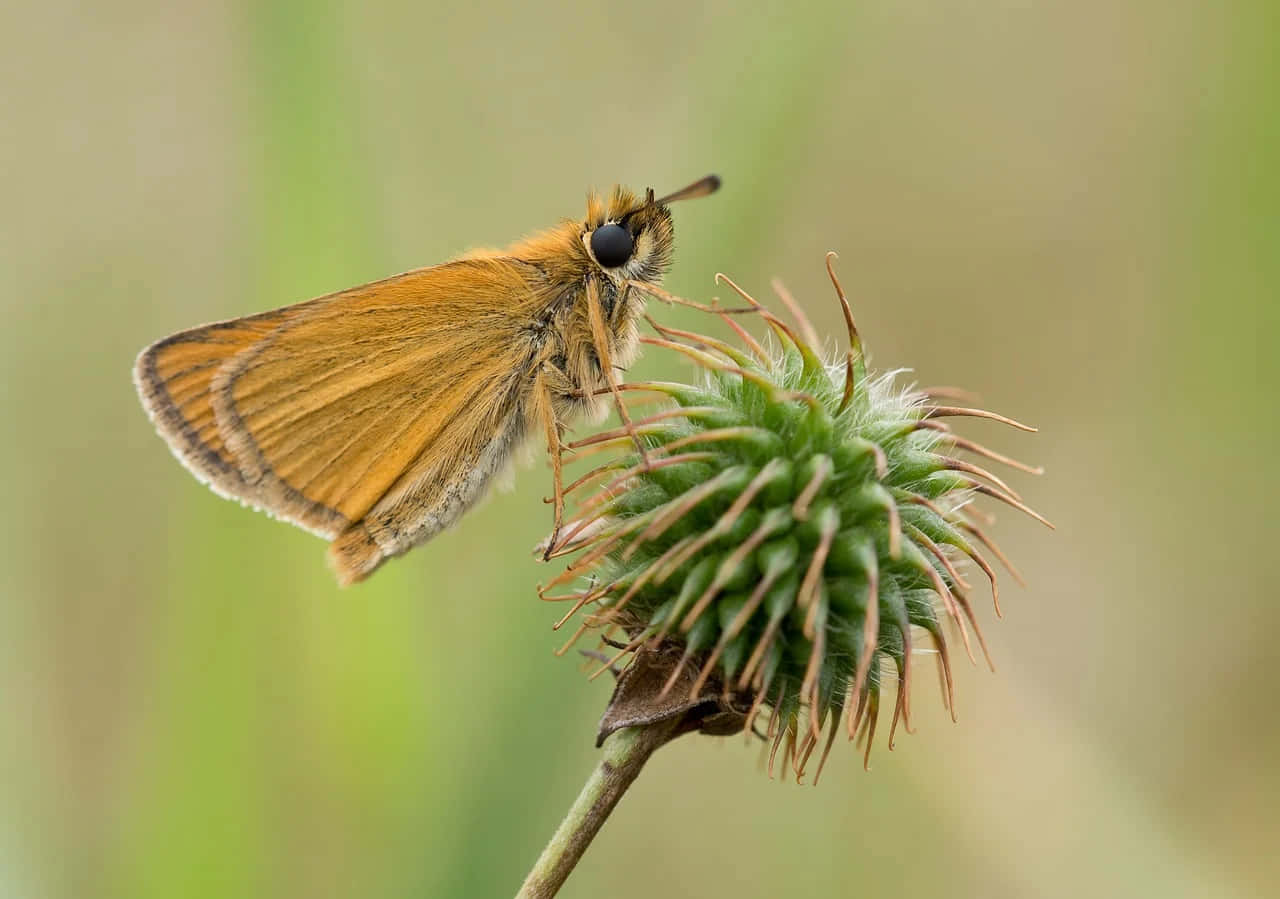 Skipper Butterflyon Thistle Wallpaper