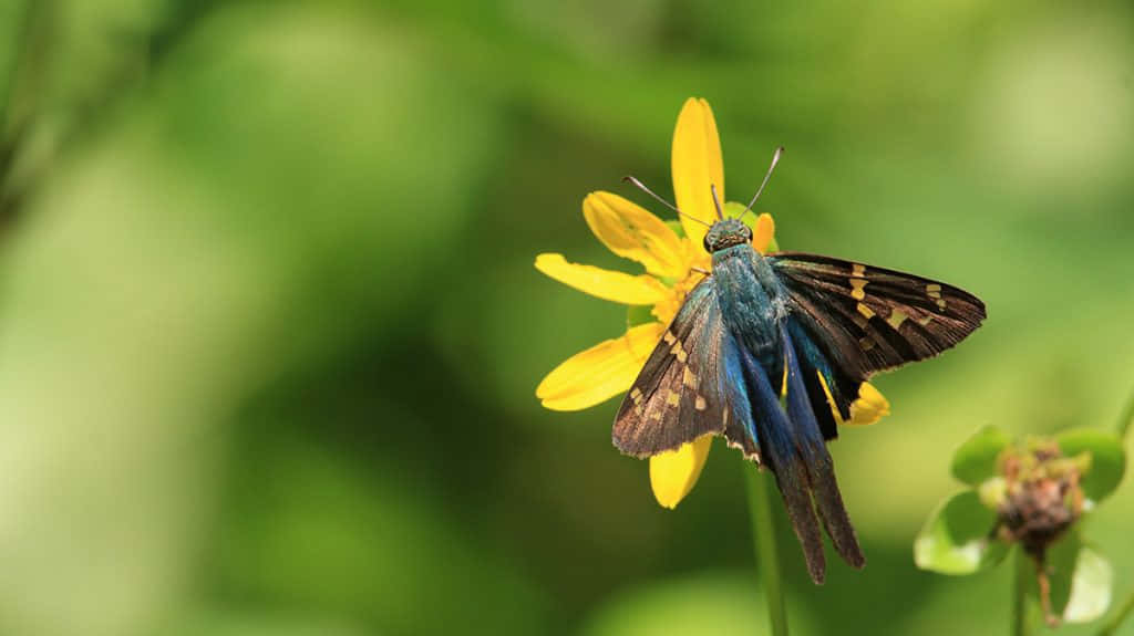 Skipper Butterflyon Yellow Flower Wallpaper