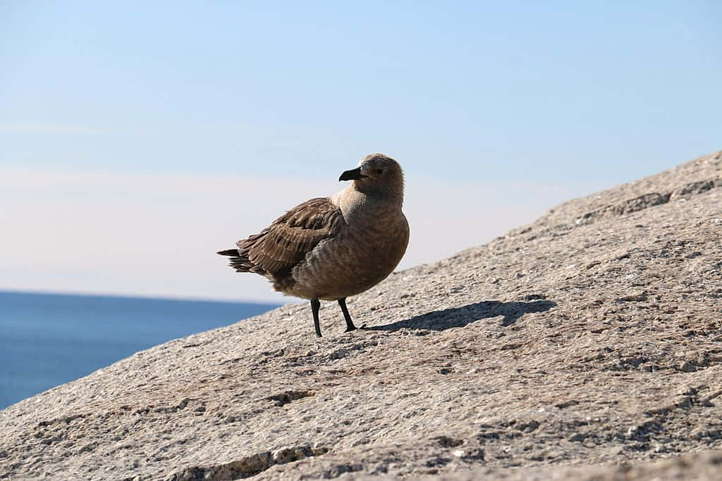 Skua Birdon Rocky Shoreline Wallpaper