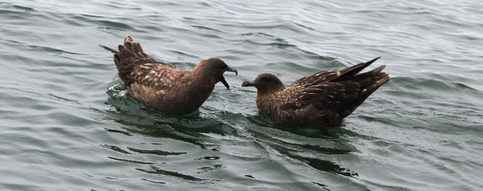 Skua Birds Ocean Interaction Wallpaper