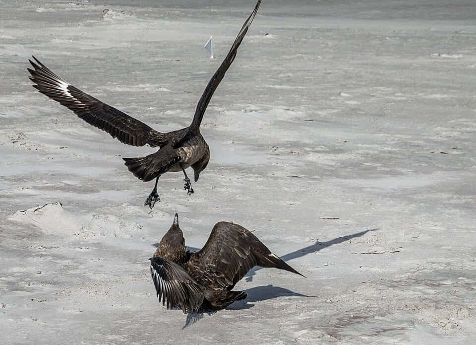 Skua Birdsin Flight Interaction Wallpaper