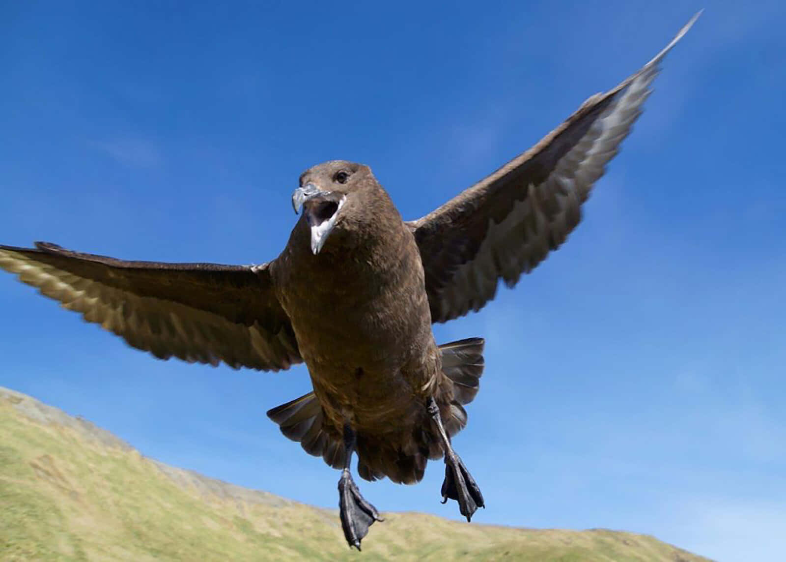 Skua In Flight Against Blue Sky Wallpaper