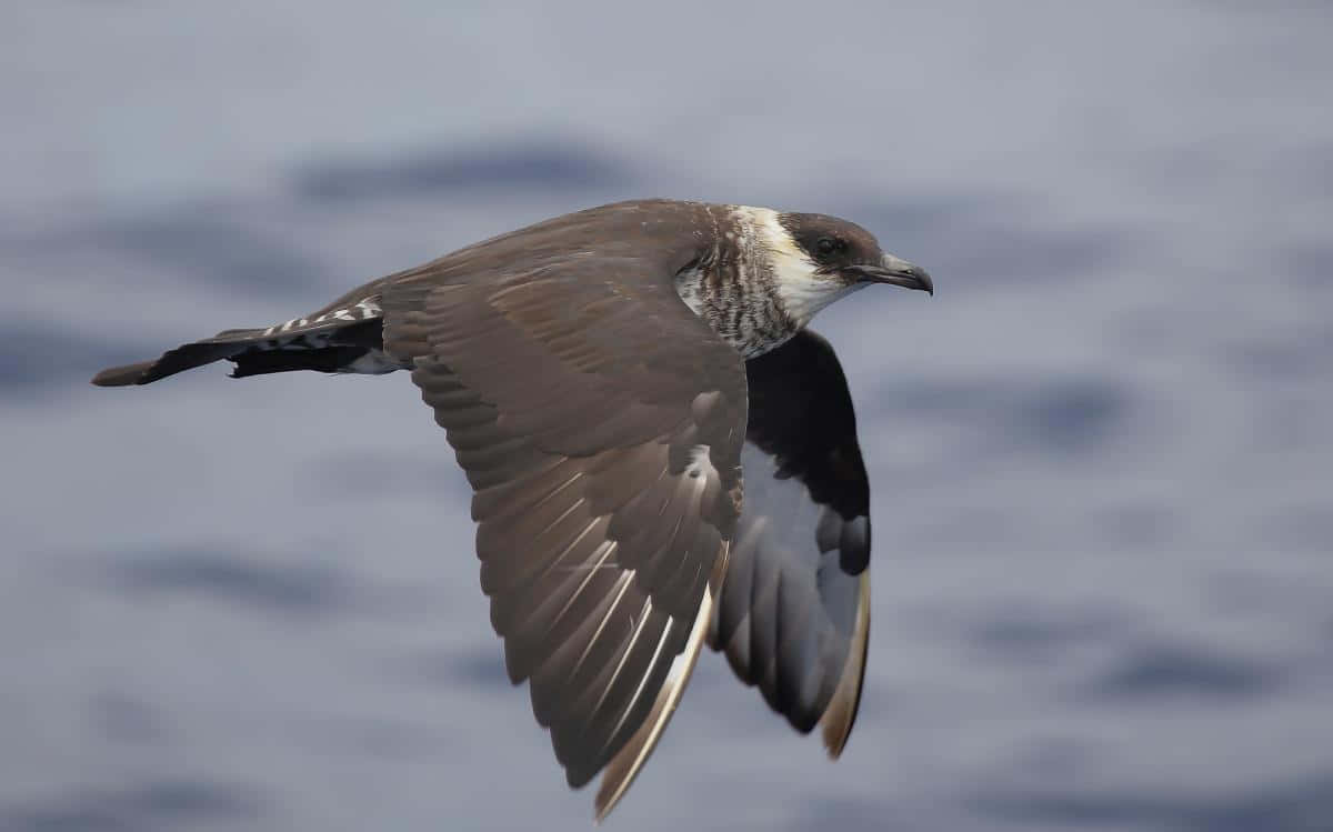 Skua In Flight Over Ocean Wallpaper