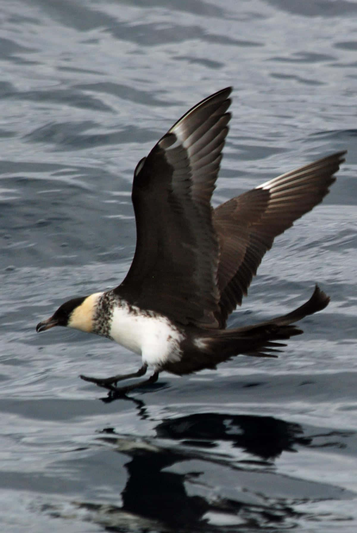 Skua In Flight Over Water.jpg Wallpaper