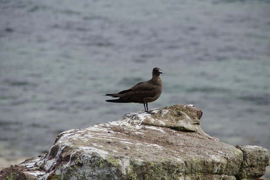 Skua Perchedon Coastal Rock Wallpaper