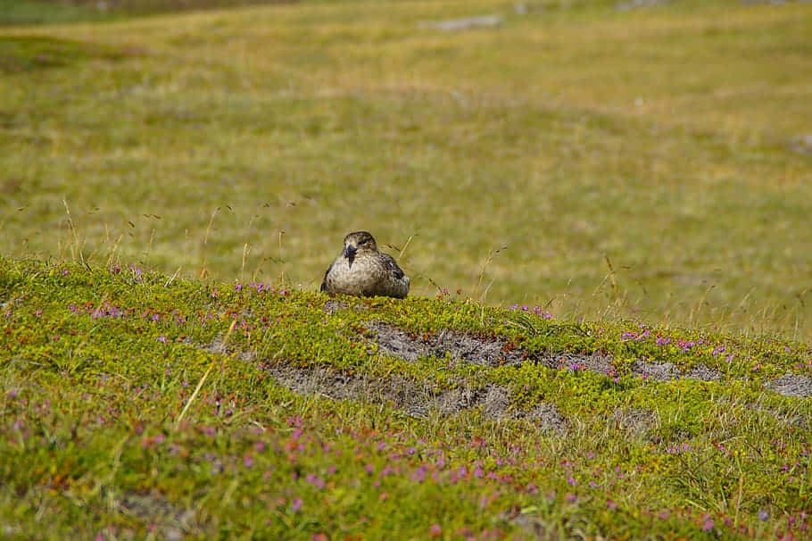 Skua Restingin Tundra Landscape Wallpaper