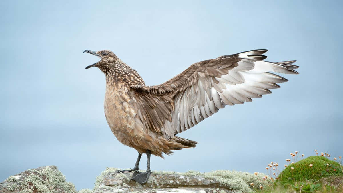 Skua Spreading Wings Wallpaper