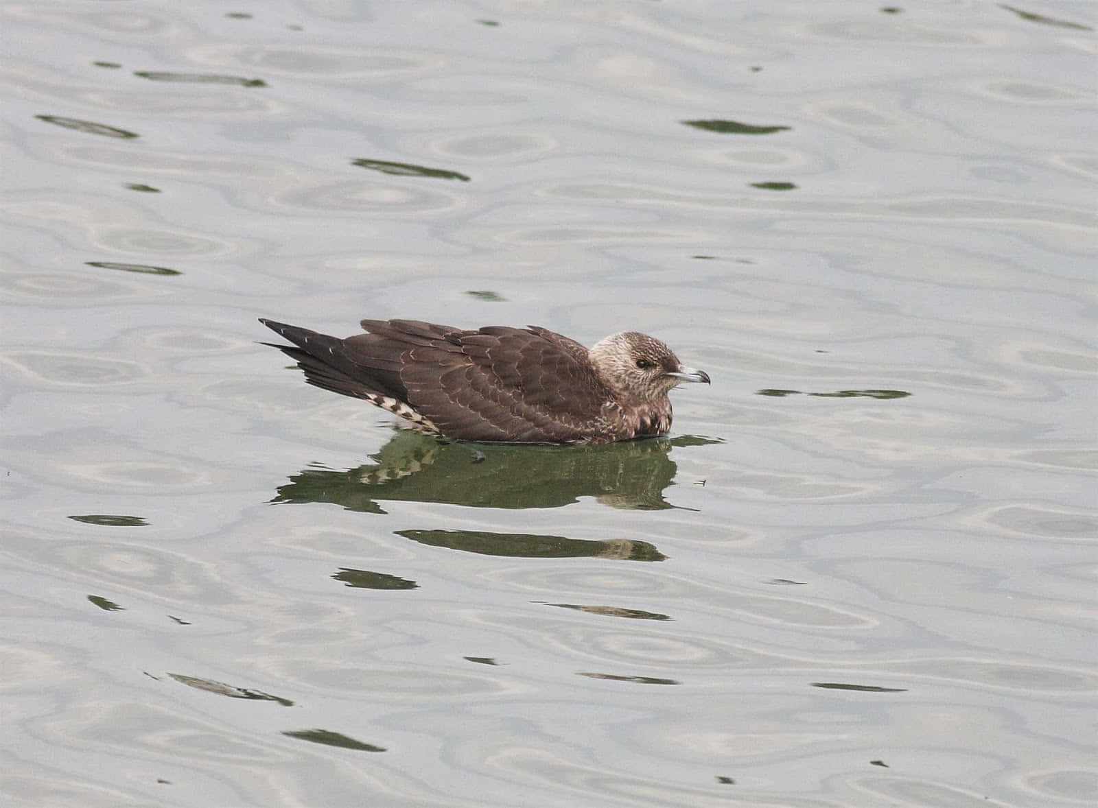 Skua Swimmingin Calm Waters.jpg Wallpaper