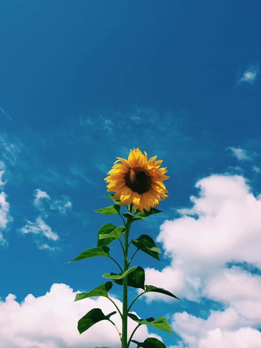 Skyward Sunflower Soft Indie Aesthetic.jpg Wallpaper