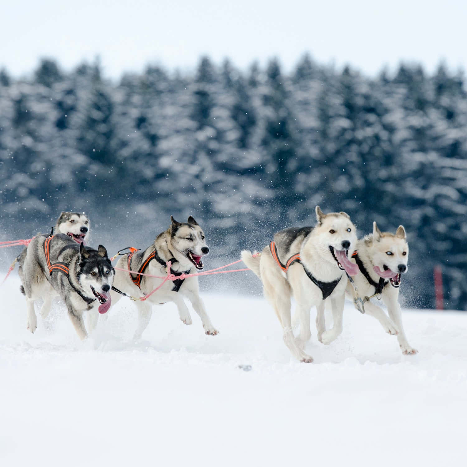 Sled Dogs Cruising Through The Snow Wallpaper