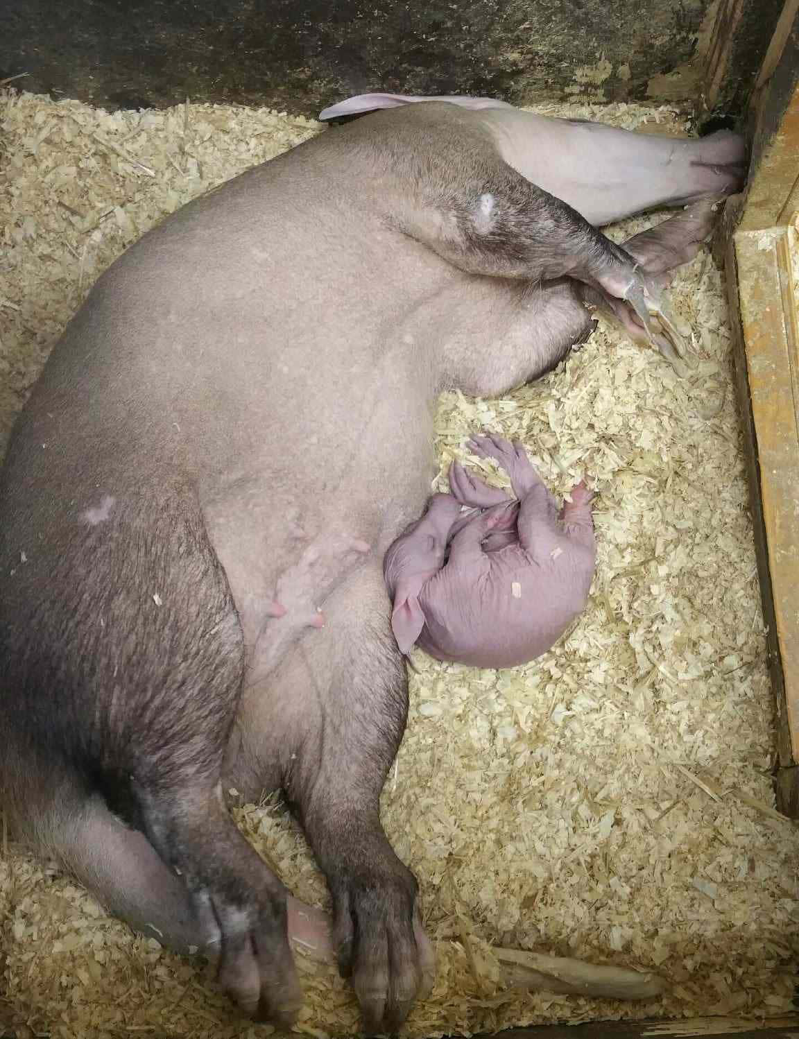 Sleeping Aardvarkand Offspring.jpg Wallpaper