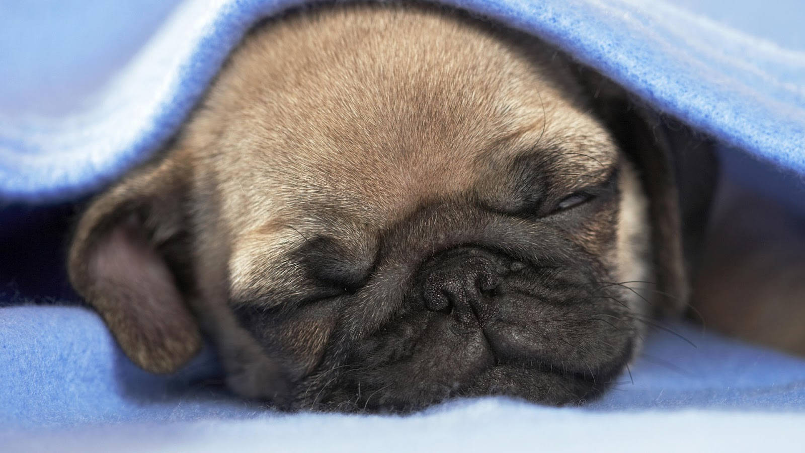 Sleeping Pug Dog Wallpaper