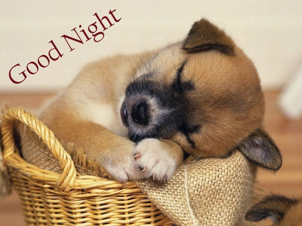 Sleeping Puppy Good Night Wish Wallpaper