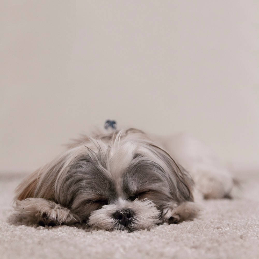 Sleeping Shih Tzu Dog Wallpaper