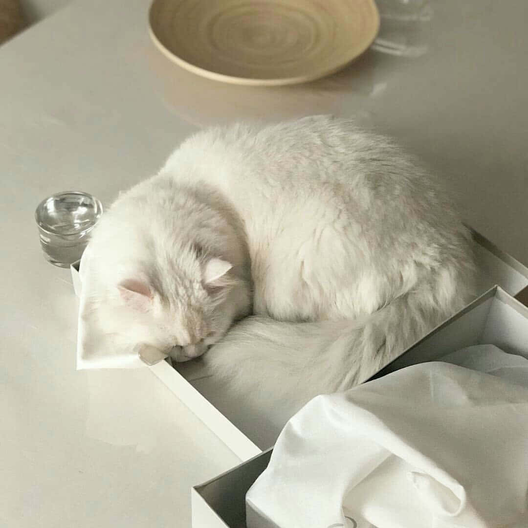 Sleeping White Cat Soft Beige Aesthetic Wallpaper