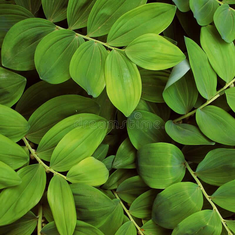 Small Oblong Leaves [wallpaper] Wallpaper