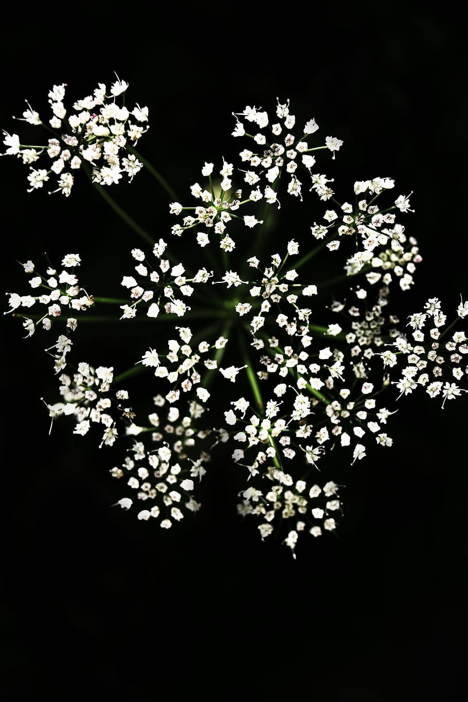 Small White Floral On Dark Wallpaper