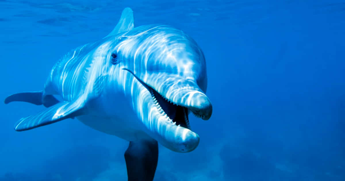 Smiling Dolphin Underwater.jpg Wallpaper