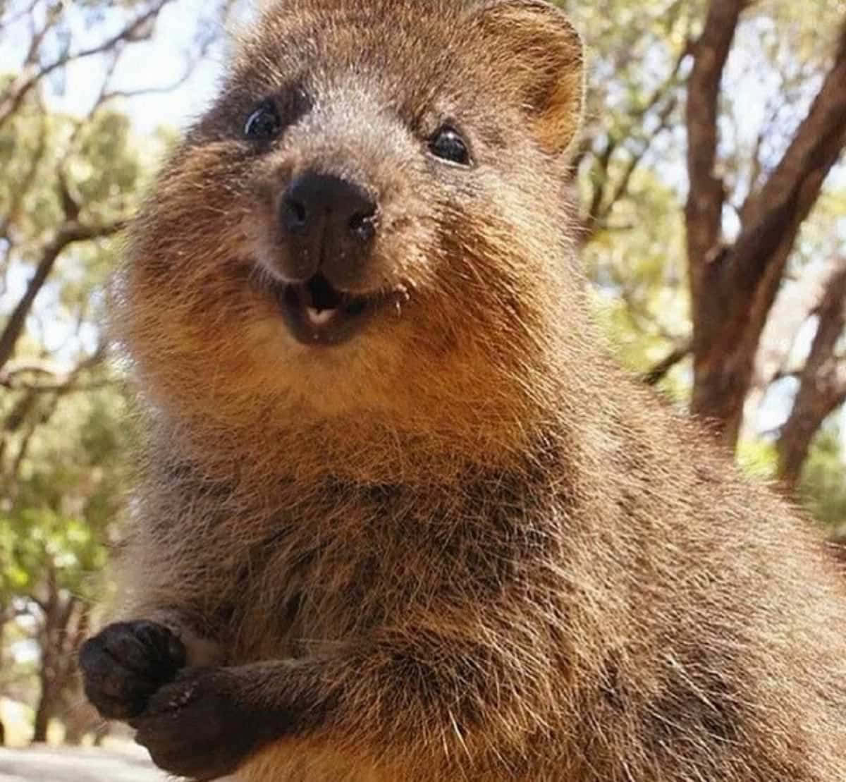 Smiling Quokka Australia Wallpaper