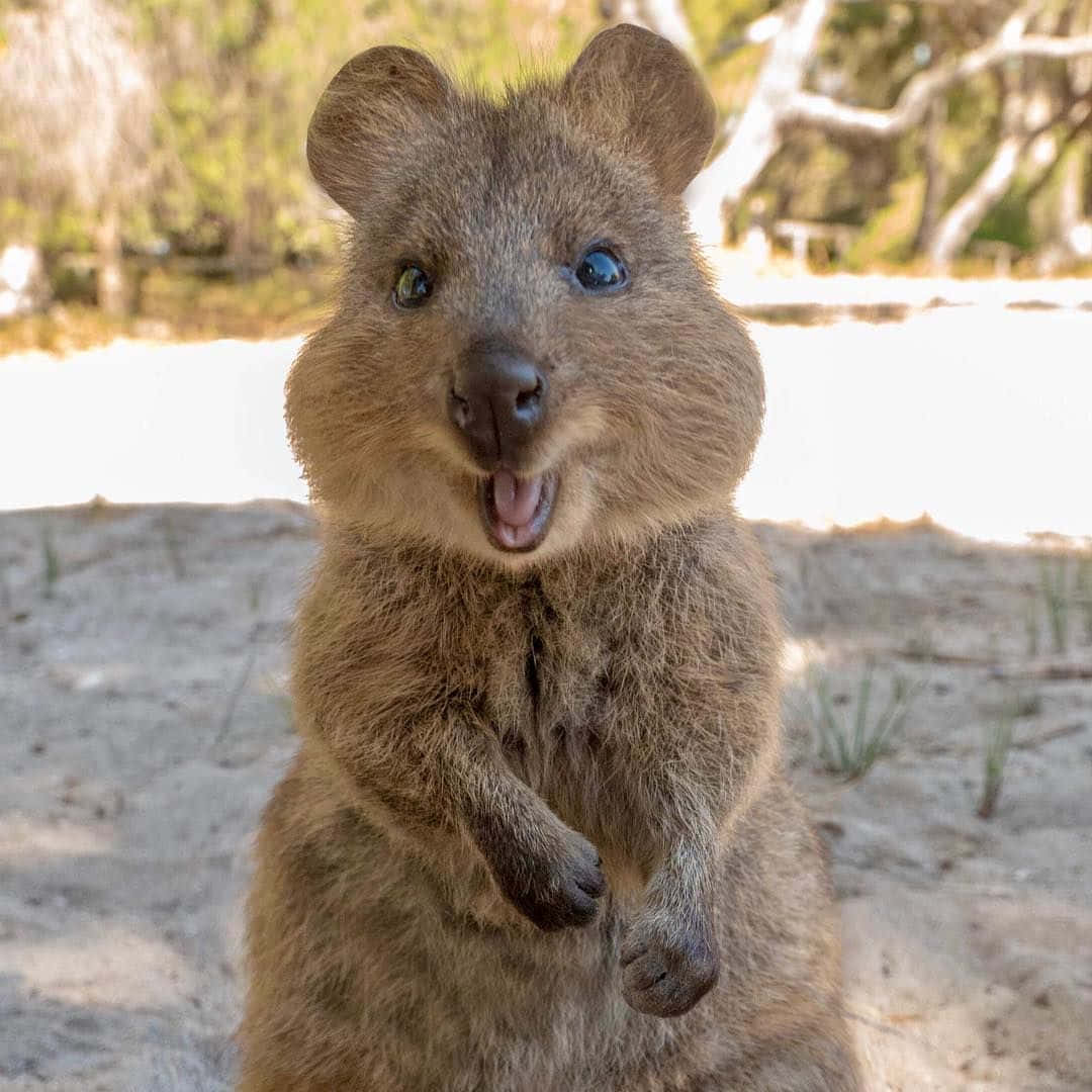 Smiling Quokka Standing Wallpaper