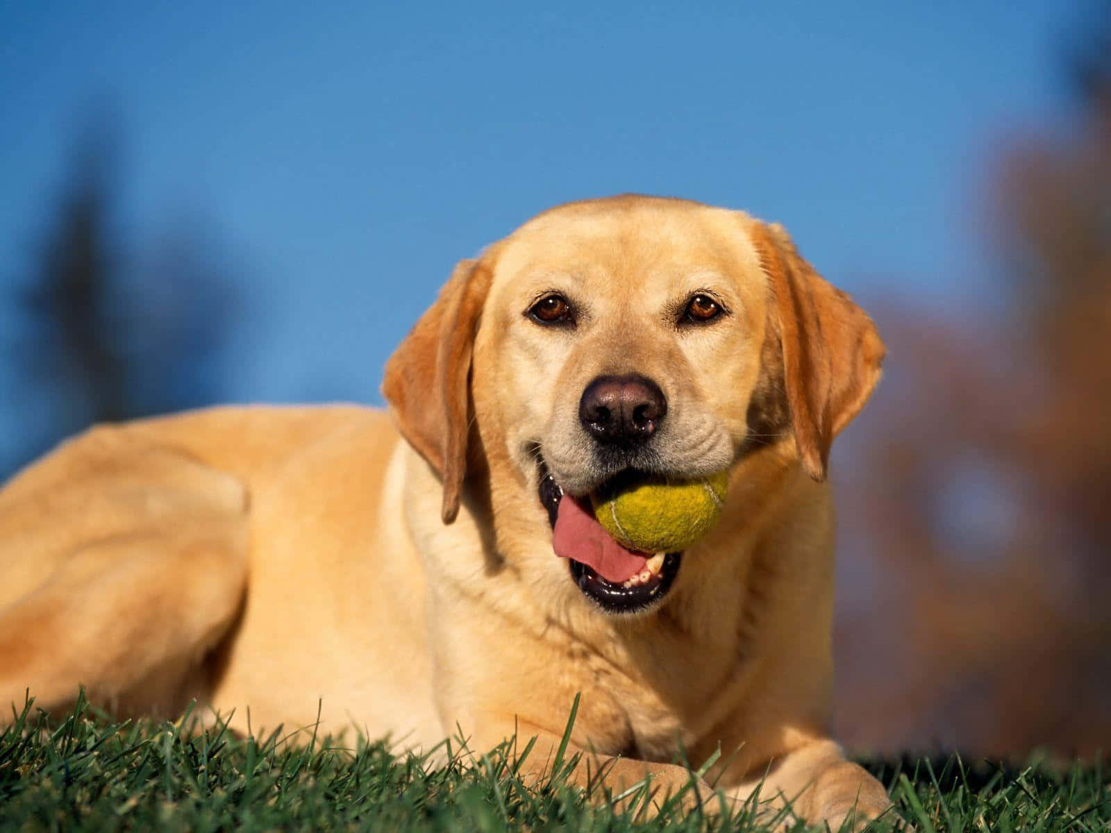 Smiling Yellow Labrador In Nature Wallpaper