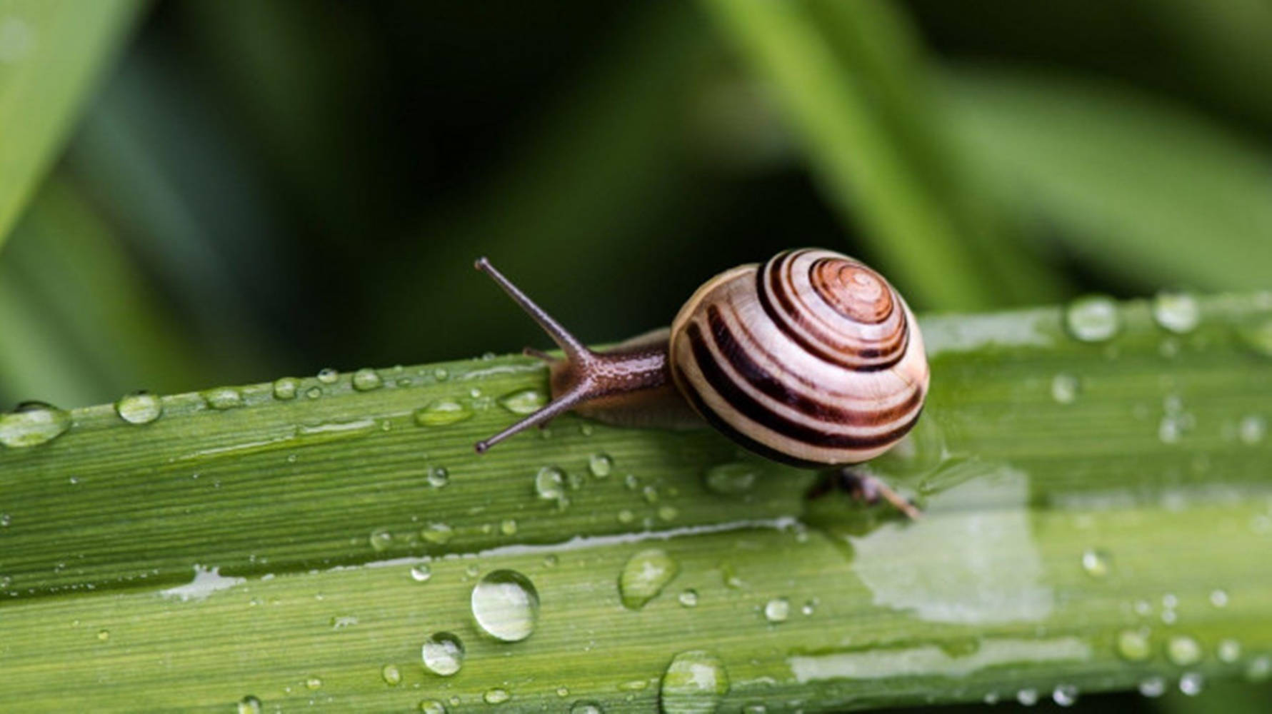 Snail On Dark Green Leaf Wallpaper