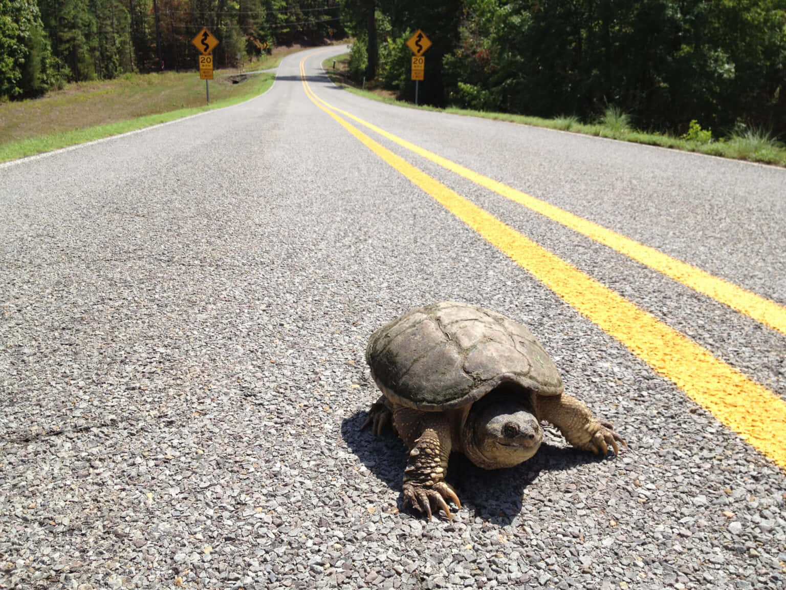 Snapping Turtle Crossing Road.jpg Wallpaper