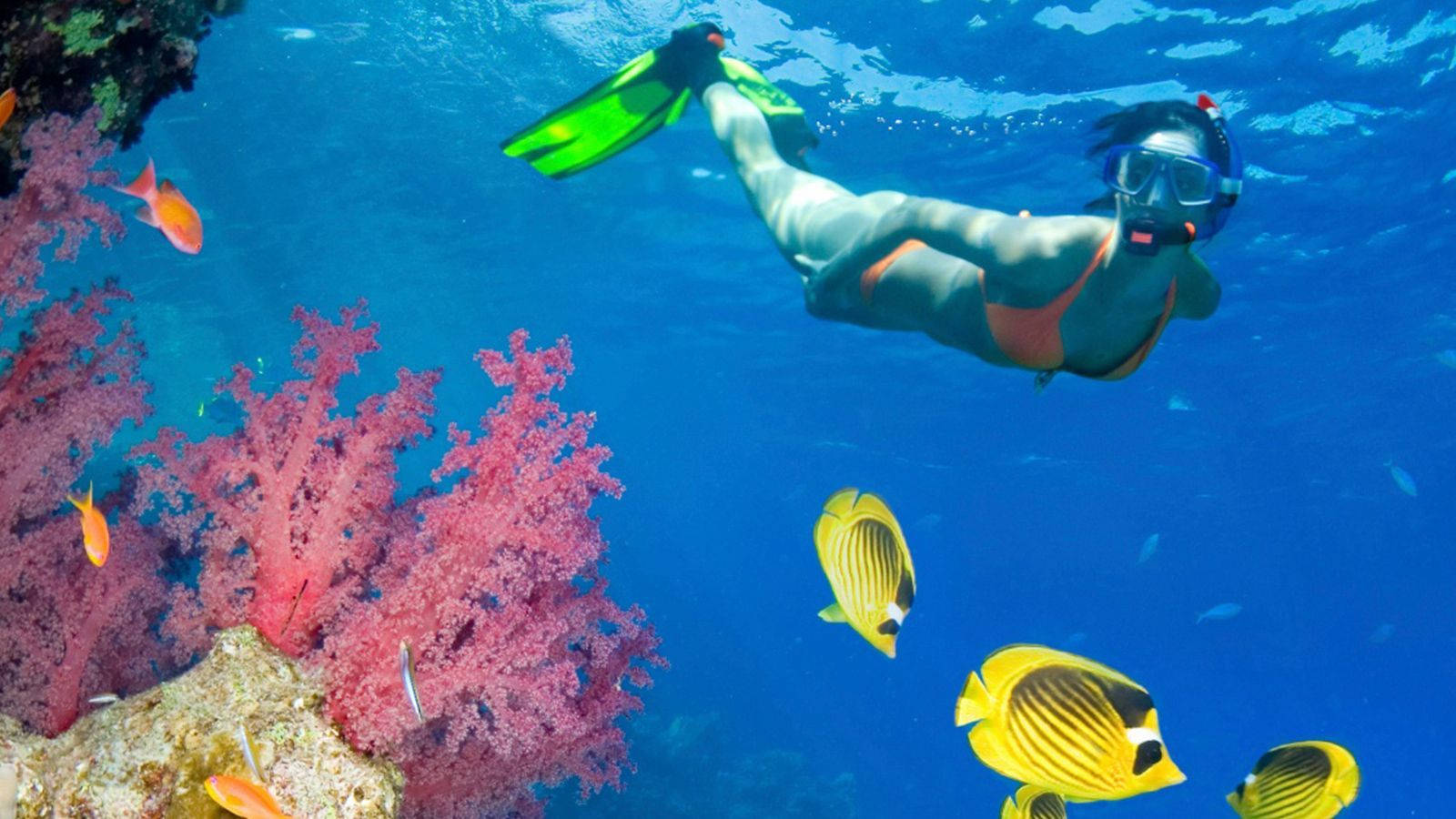 Snorkeling And Marine Life Wallpaper