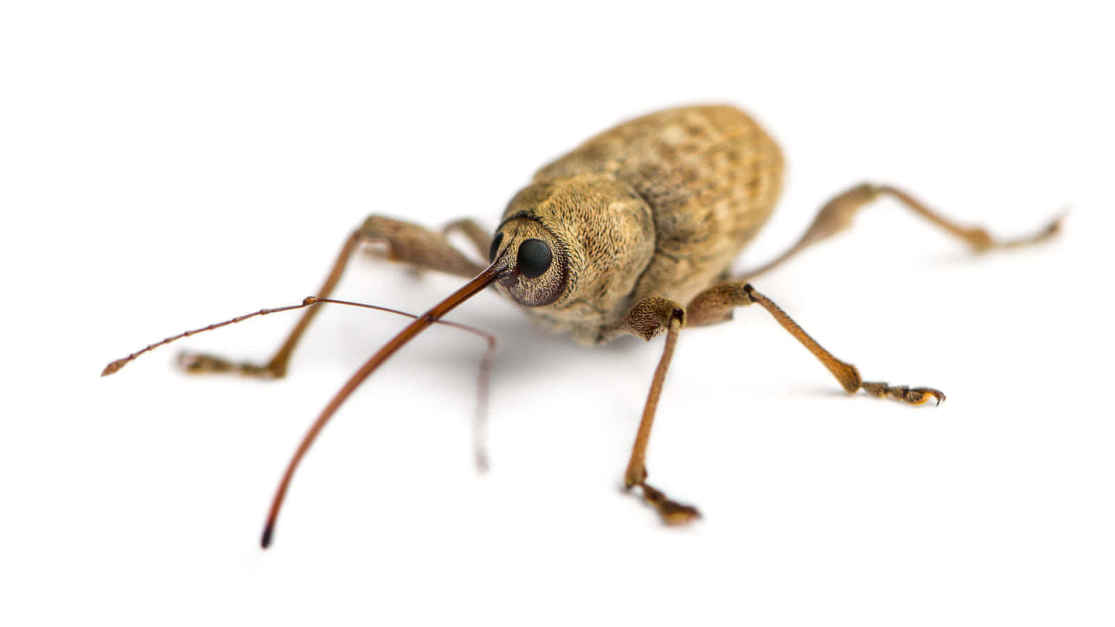 Snout Beetle Isolatedon White Wallpaper