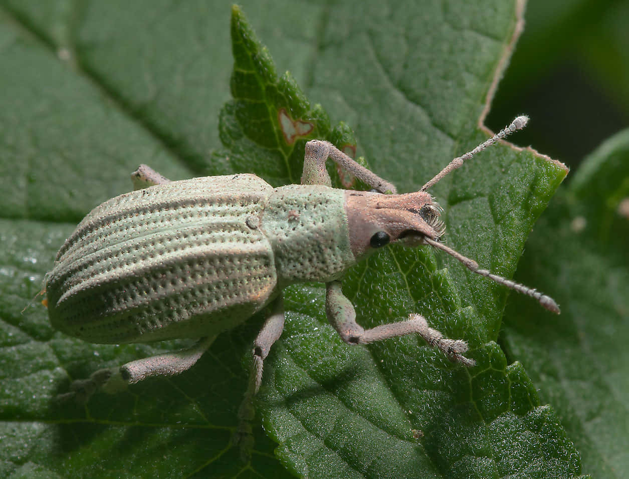 Snout Beetleon Green Leaf Wallpaper