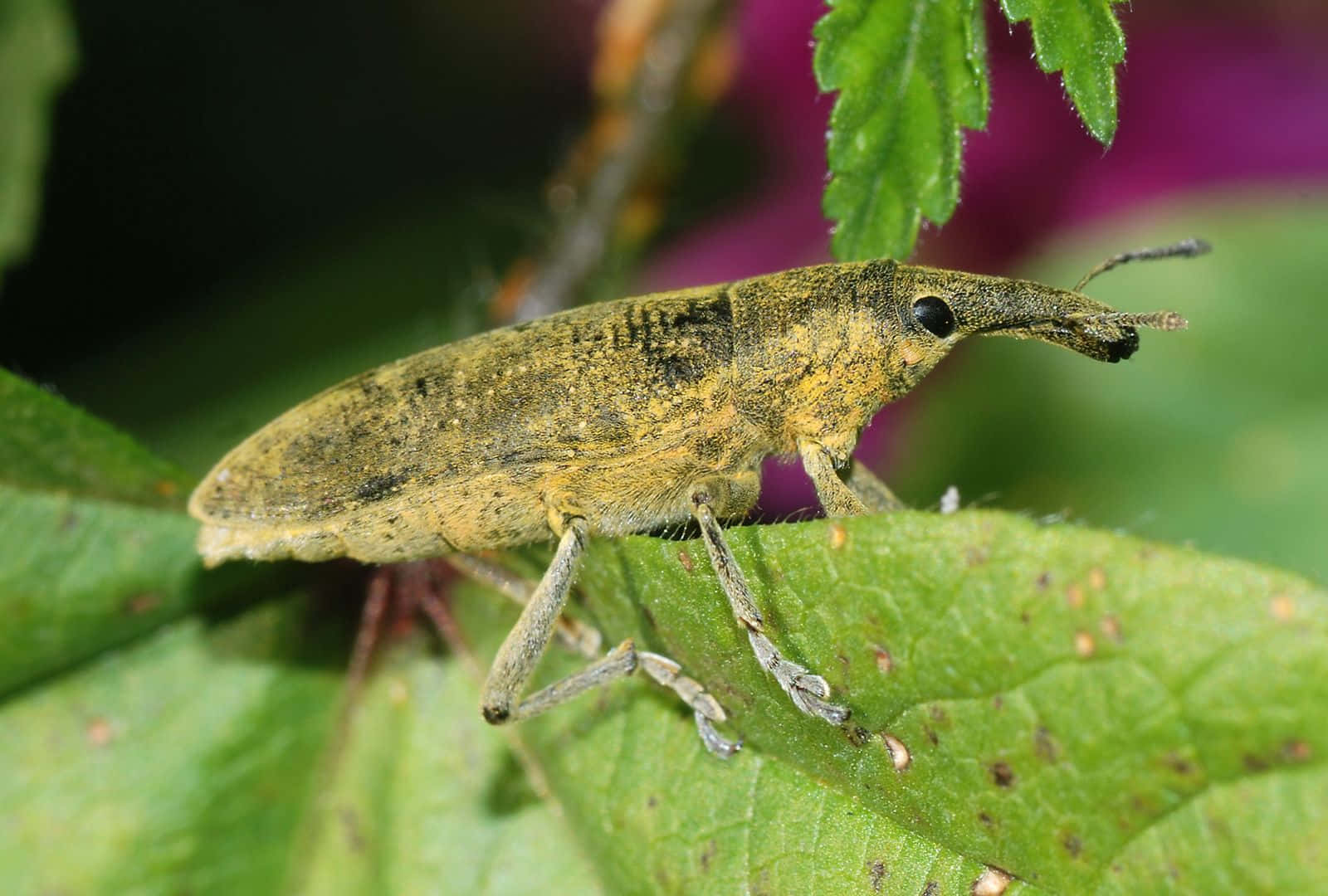 Snout Beetleon Green Leaf Wallpaper