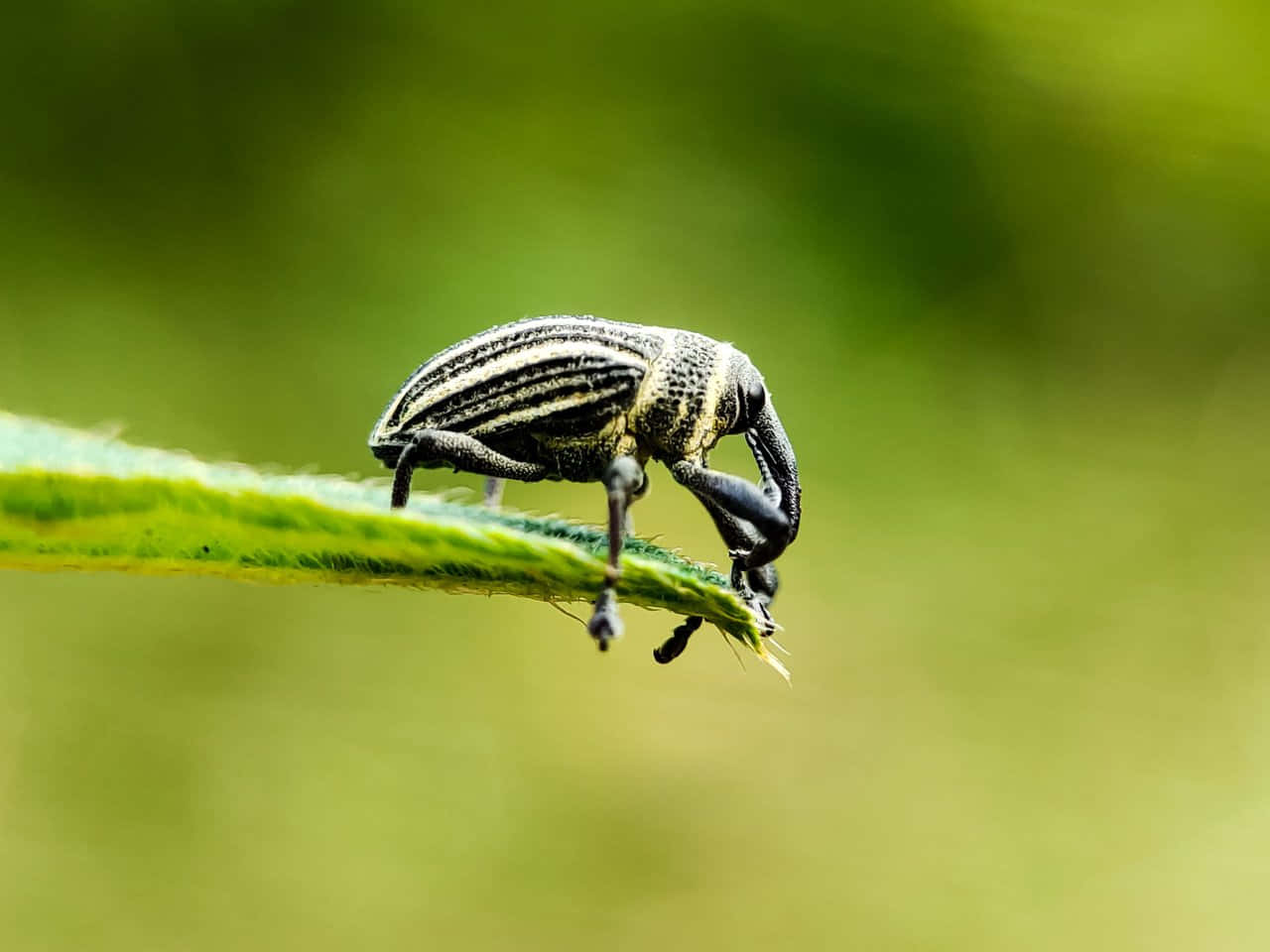 Snout Beetleon Green Leaf Wallpaper