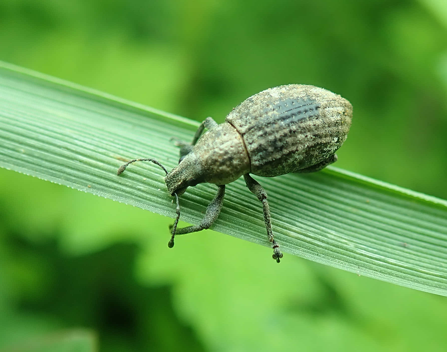 Snout Beetleon Green Leaf Wallpaper