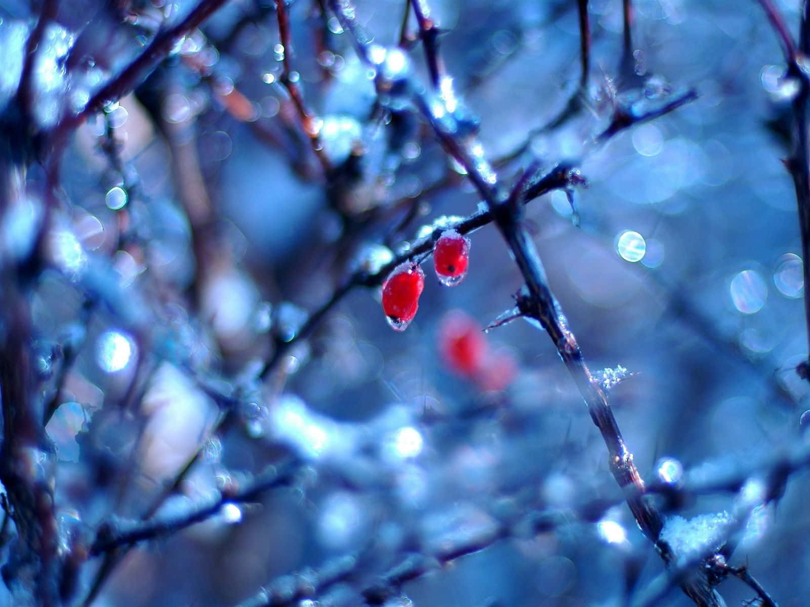 Snow-covered Berries On A Chilly Winter Day Wallpaper