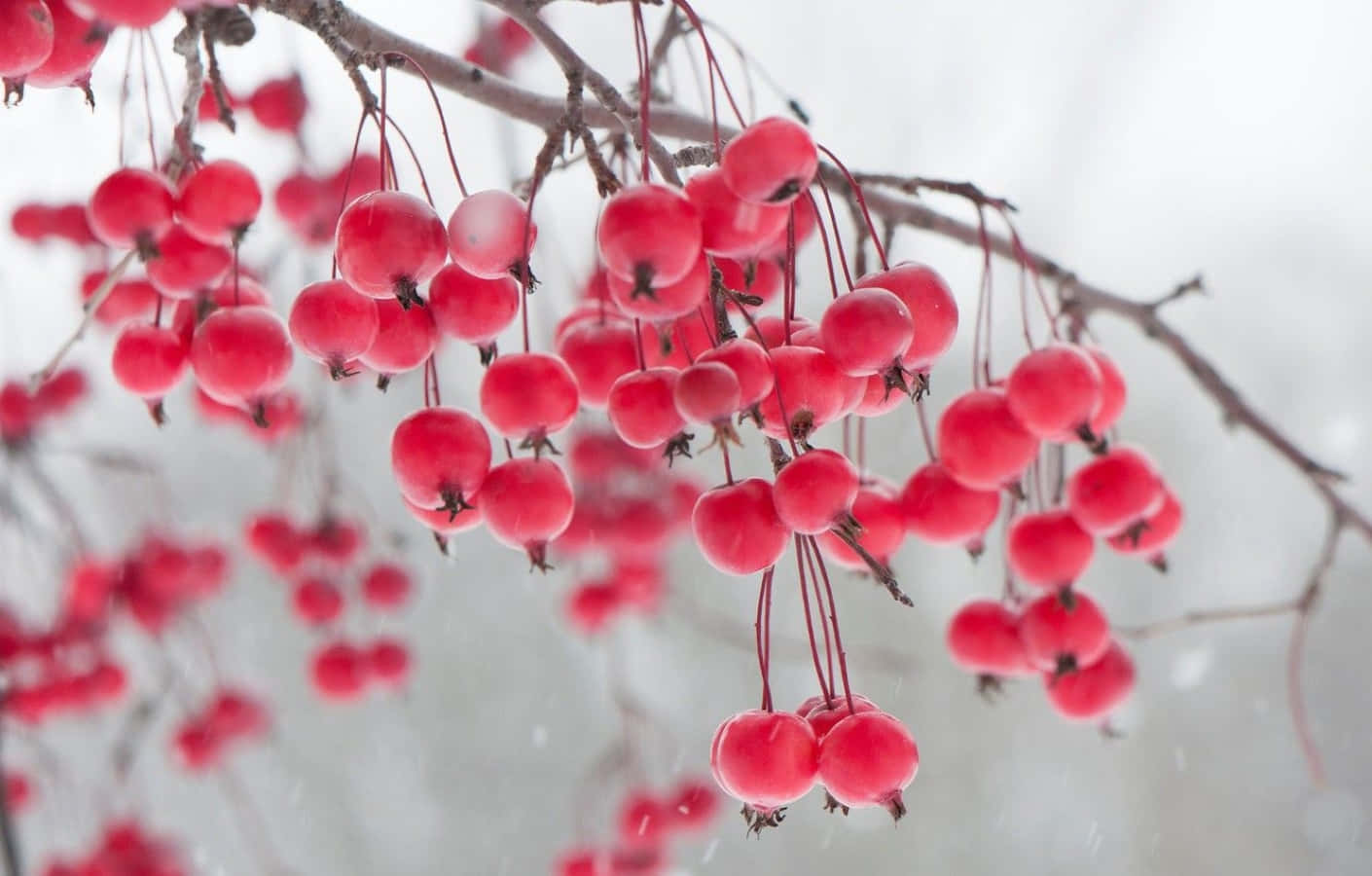 Snow-covered Winter Berries On Branch Wallpaper