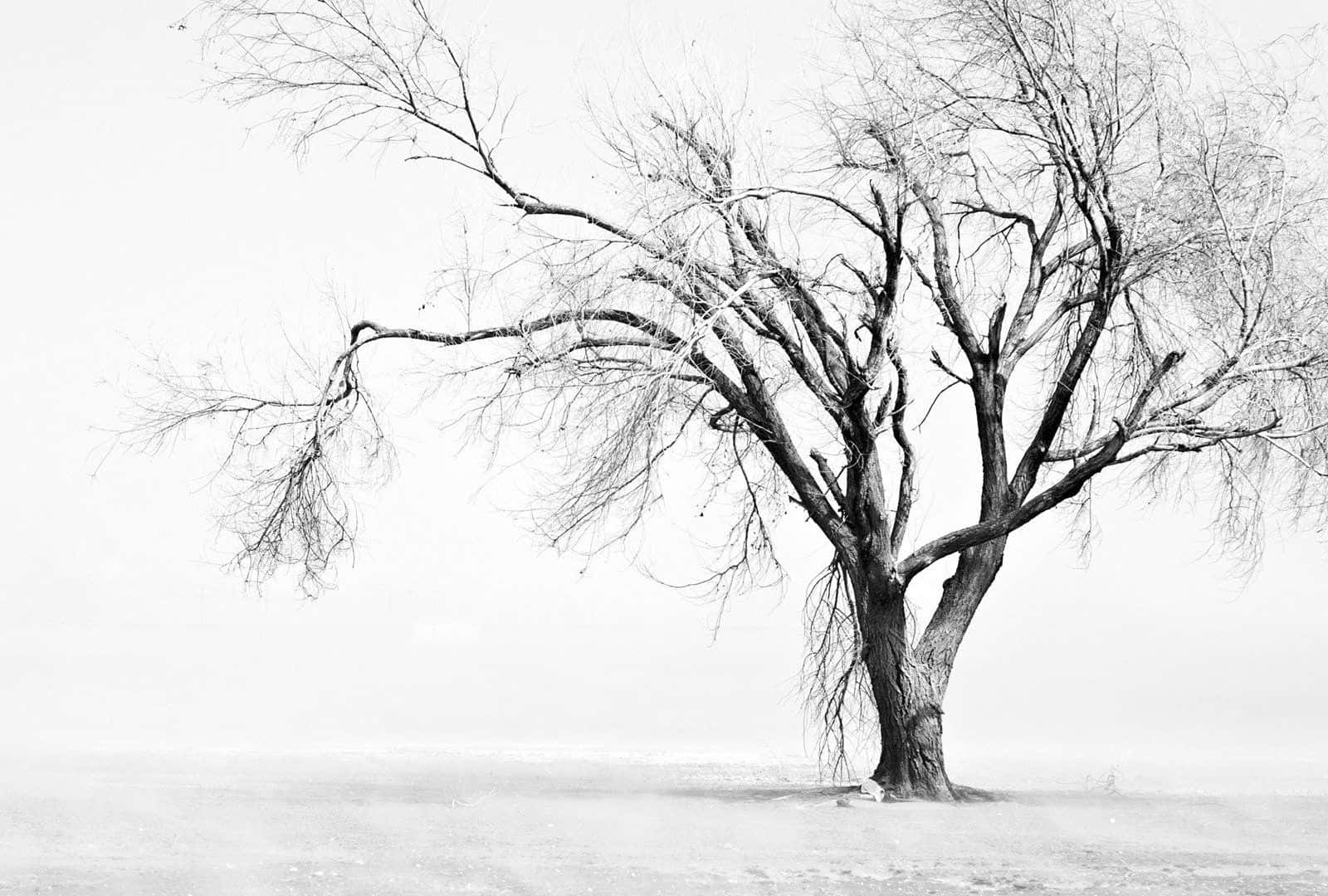 Snow-covered Winter Trees In A Tranquil Landscape Wallpaper