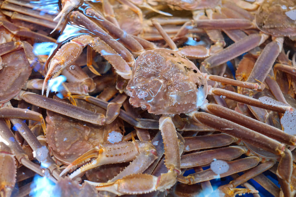 Snow Crabs Market Display Wallpaper