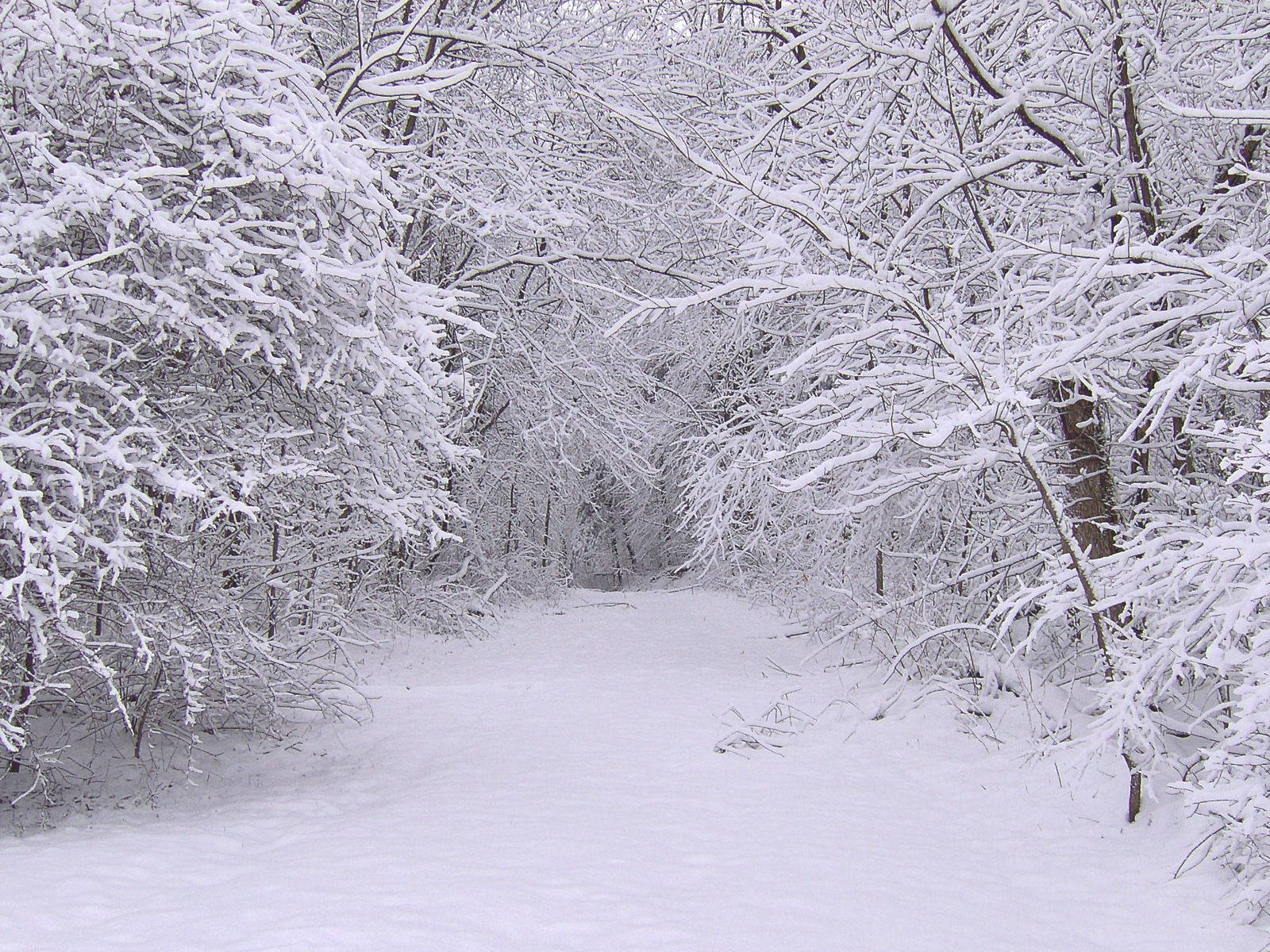 Snow Dusted Winter Scenery Wallpaper