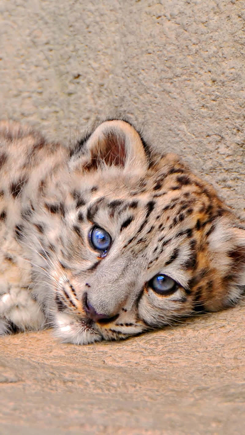 Snow_ Leopard_ Cub_ Resting.jpg Wallpaper