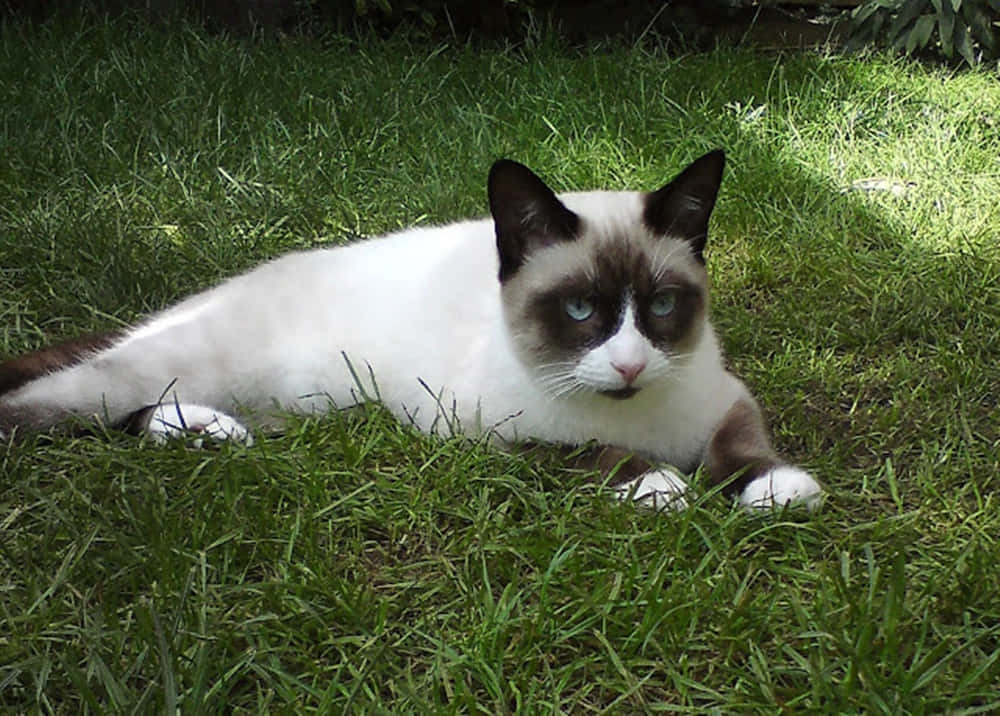 Snowshoe Cat Lounging On The Floor In A Relaxed Pose. Wallpaper