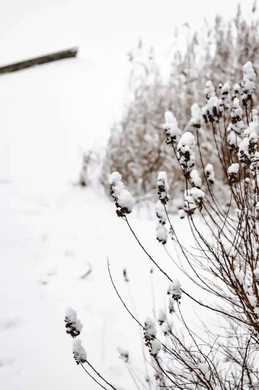 Snowy Bushes Winter Scene Wallpaper