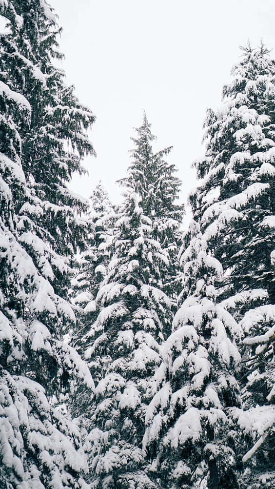 Snowy Day With Your Iphone Wallpaper