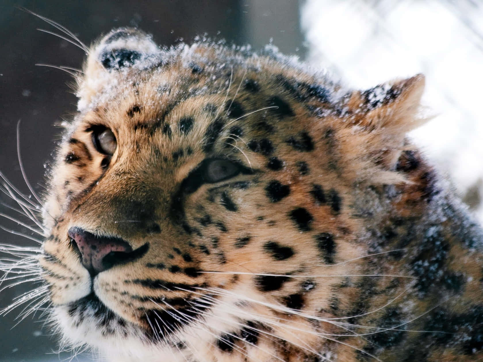 Snowy_ Leopard_ Profile_ Closeup.jpg Wallpaper