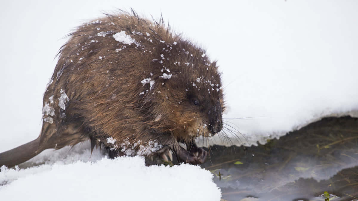 Snowy Muskrat Beside Water Wallpaper