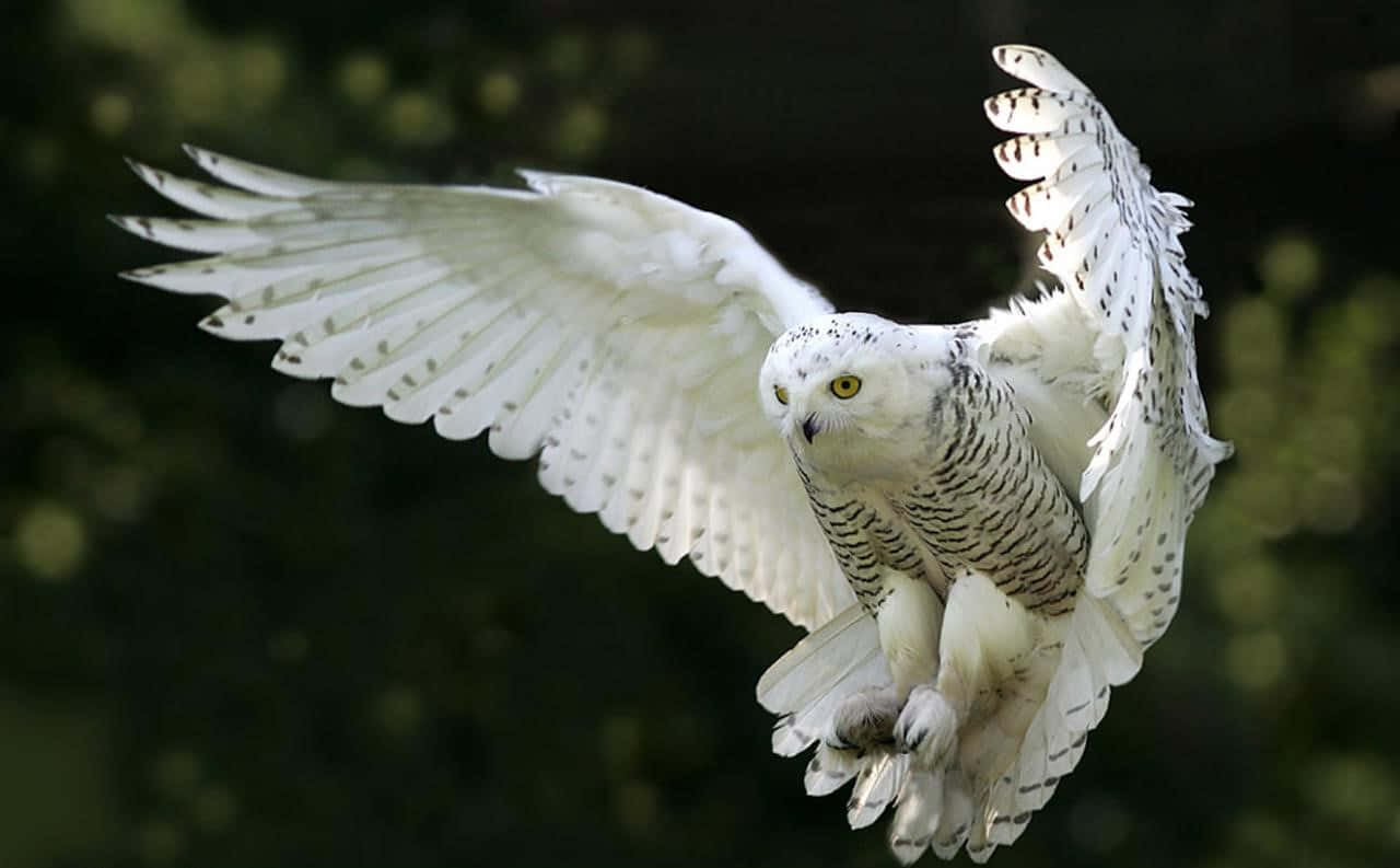 Snowy Owl Perched In Its Habitat Wallpaper